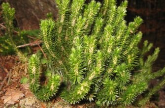 Баранець звичайний: опис, середовище проживання та корисні властивості