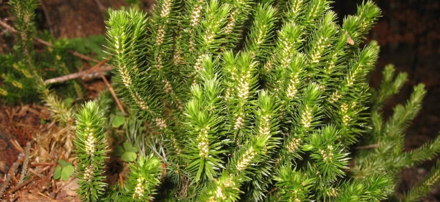 Баранець звичайний: опис, середовище проживання та корисні властивості