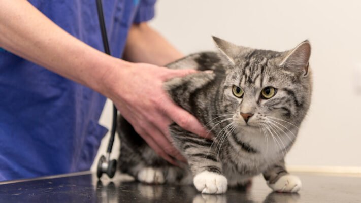 Гіпертиреоз у котів Гіпертиреоз у котів
