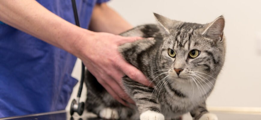 ​Гіпертиреоз у котів