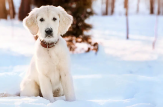Гіпотермія у собак: симптоми та лікування