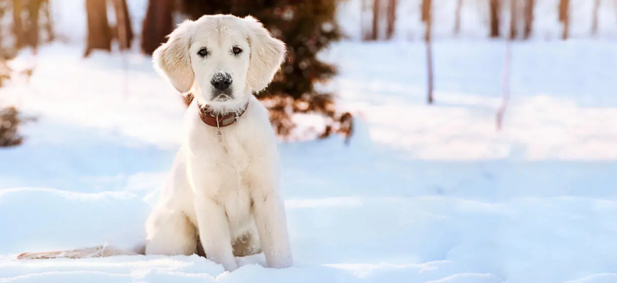 Гіпотермія у собак: симптоми та лікування