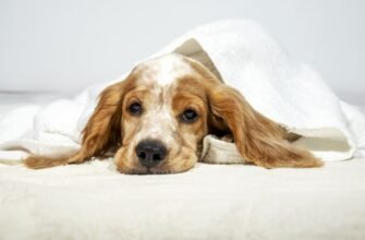 Гіпотиреоз у собак