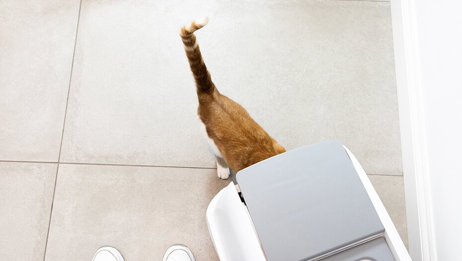 кішка йде в лоток