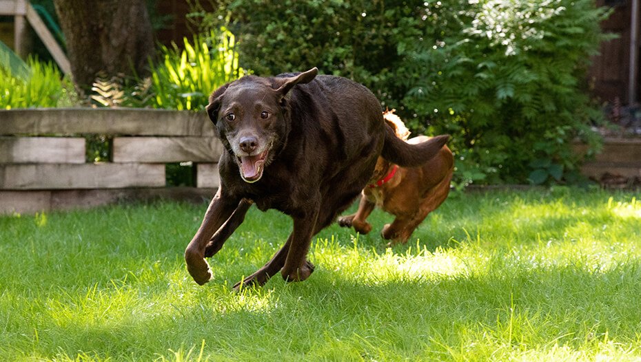 two dogs racing around a garden