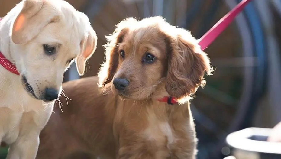 Два цуценяти