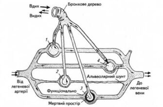 Аерогематичний бар’єр: будова, функції та значення для здоров’я