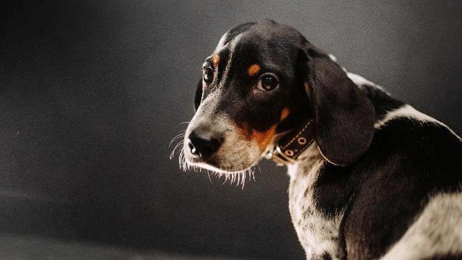 чорно-білий собака з нетриманням сечі