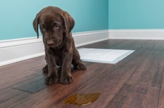 ​Нетримання сечі у собак