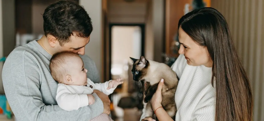 Як безпечно познайомити котів і немовлят вперше