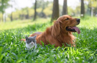 Як правильно познайомити кота з іншими тваринами: секрети успішної дружби