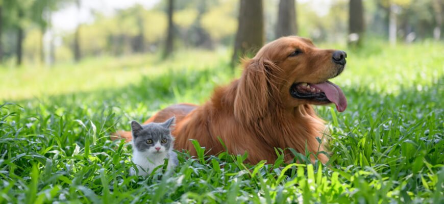 Як правильно познайомити кота з іншими тваринами: секрети успішної дружби