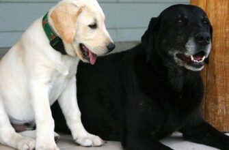 Знайомство собаки з іншими тваринами