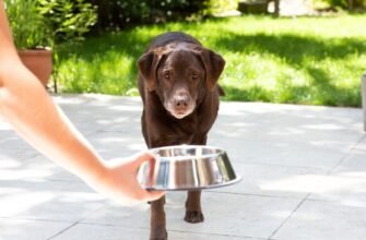 Ожиріння у собак