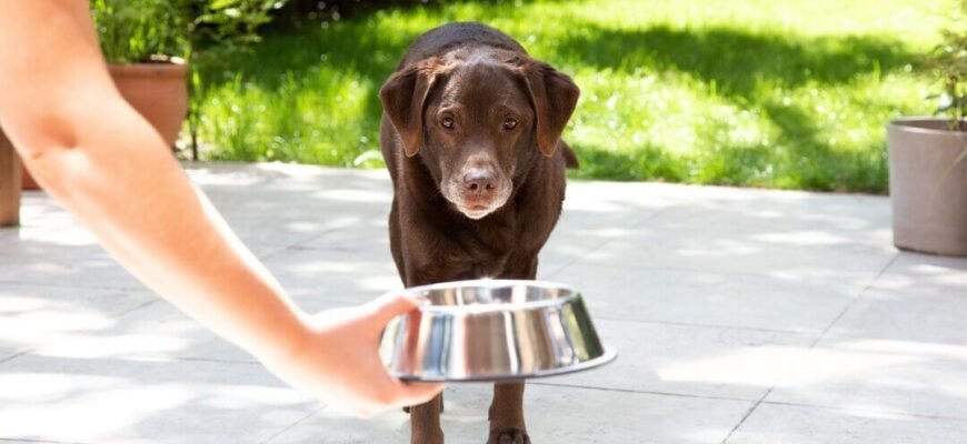 Ожиріння у собак