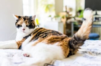 Як визначити, що ваш кіт набрав зайву вагу?