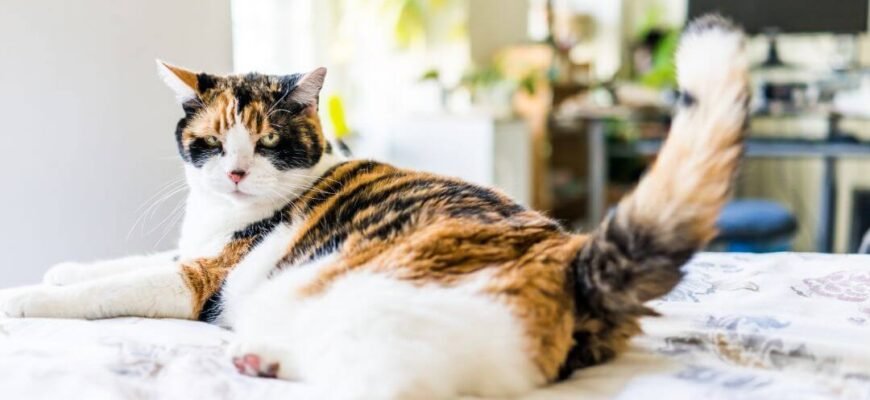 Як визначити, що ваш кіт набрав зайву вагу?