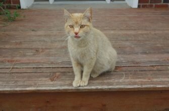 Кажуть, що за старою традицією, першою в будинок випускають кішку!