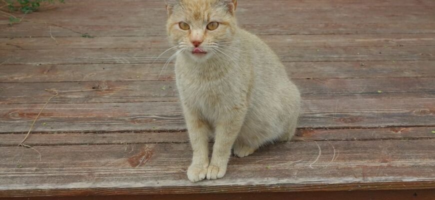 Кажуть, що за старою традицією, першою в будинок випускають кішку!
