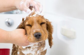 Суха шкіра у цуценят – причини та лікування