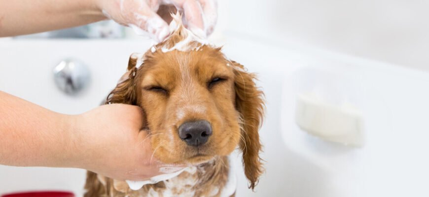 Суха шкіра у цуценят – причини та лікування