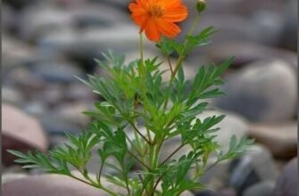 Хочу побажати життя галасливого і яскравого