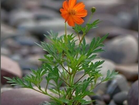 Хочу побажати життя галасливого і яскравого