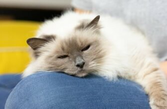 Поширені запитання про кастрацію та стерилізацію котів