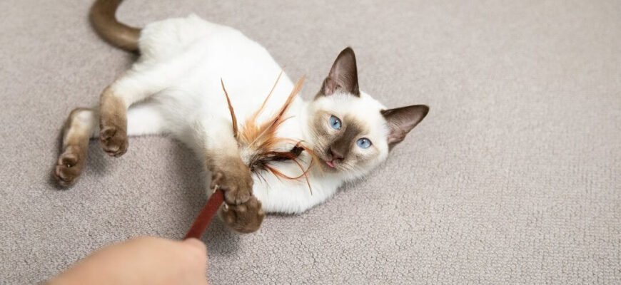 Ігри та іграшки для кошенят