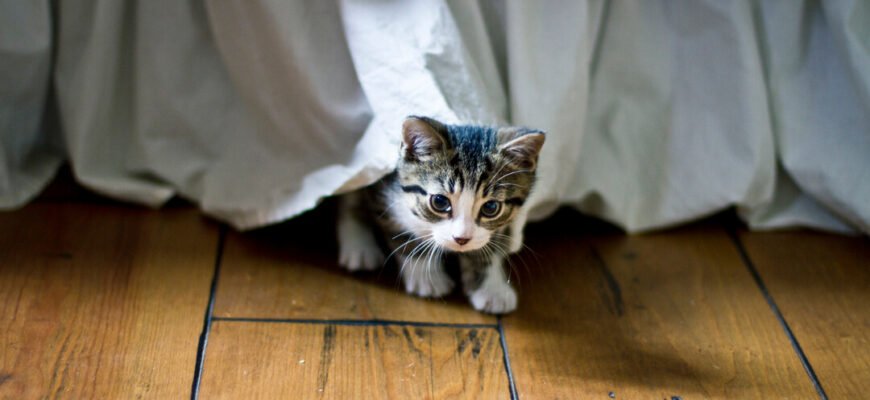 Соціалізація кошенят: навчіть свого кота основним життєвим навичкам