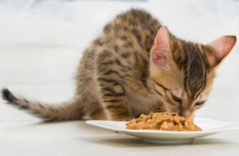 Прорізування зубів у кошенят