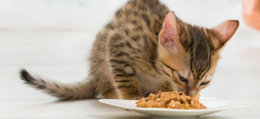 Прорізування зубів у кошенят