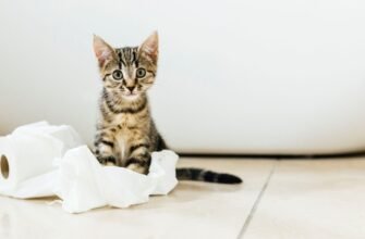 Коли можна купати кошеня?