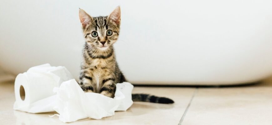 Коли можна купати кошеня?