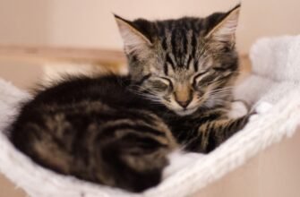 У кошенят закисають очі: що робити?