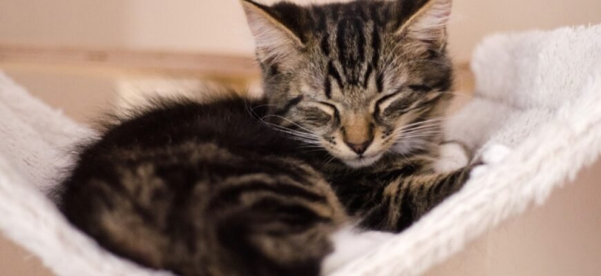 У кошенят закисають очі: що робити?