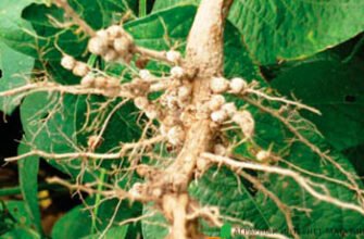 Бульбочкові бактерії: приклад симбіозу в природі та їх роль для рослин