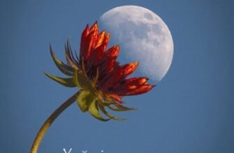 Кохана, спокійної ночі! Нехай твої сни будуть сповнені