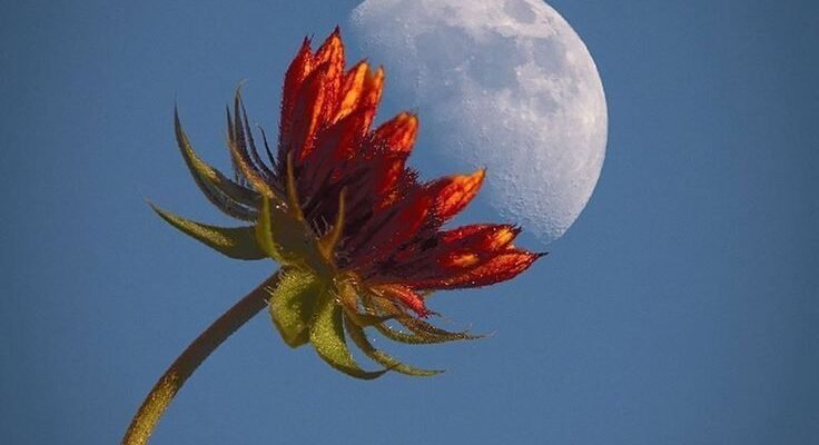 Кохана, спокійної ночі! Нехай твої сни будуть сповнені