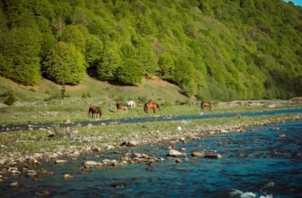 Біоценози: взаємодії видів та екосистемна рівновага для життя