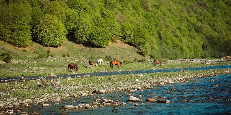 Біоценози: взаємодії видів та екосистемна рівновага для життя