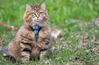 Як привчити кота до повідка