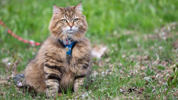 Як привчити кота до повідка