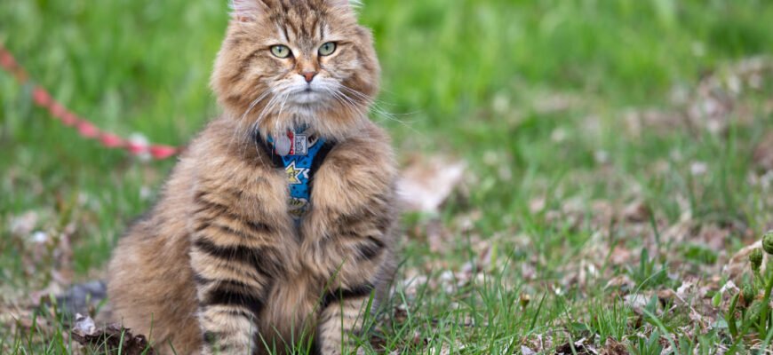 Як привчити кота до повідка