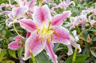 Отруйні рослини для собак