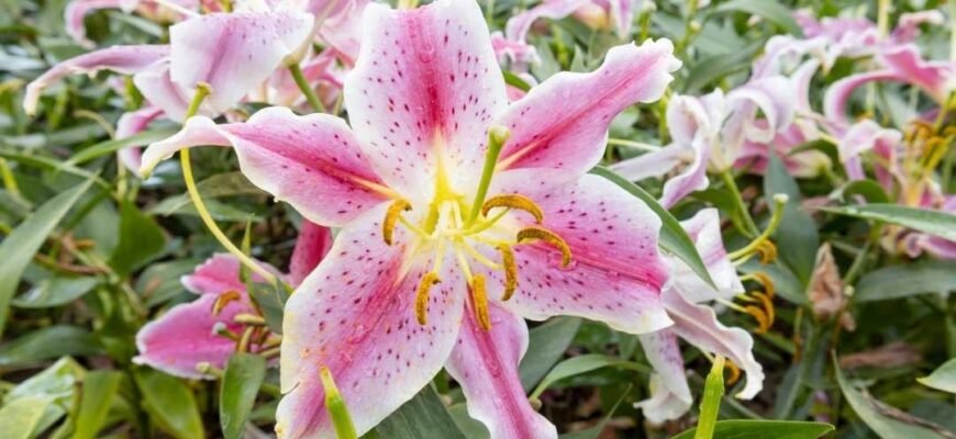 Отруйні рослини для собак