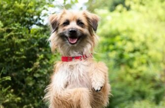 Як підстригти кігті собаці