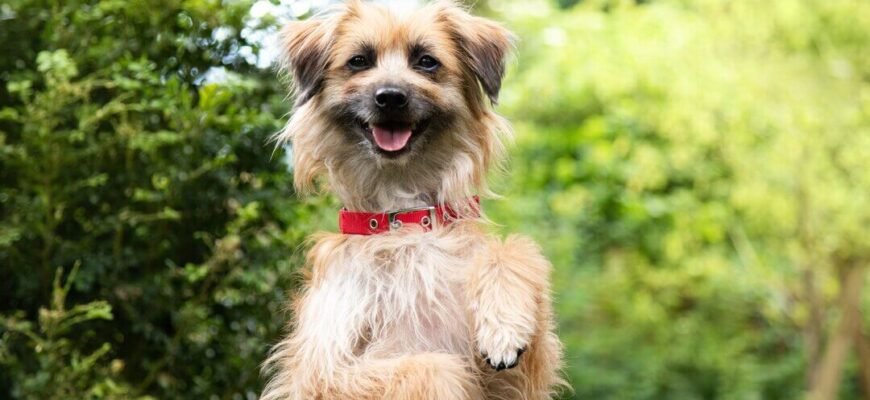 Як підстригти кігті собаці