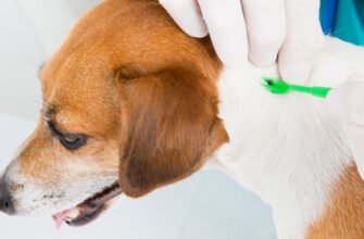 Бореліоз у собак або хвороба Лайма, що це таке?