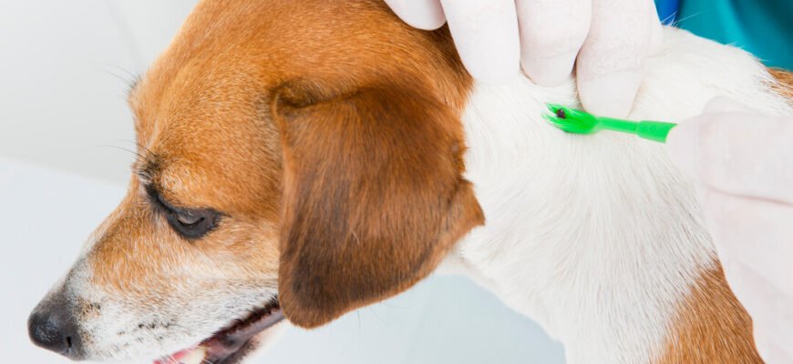 Бореліоз у собак або хвороба Лайма, що це таке?